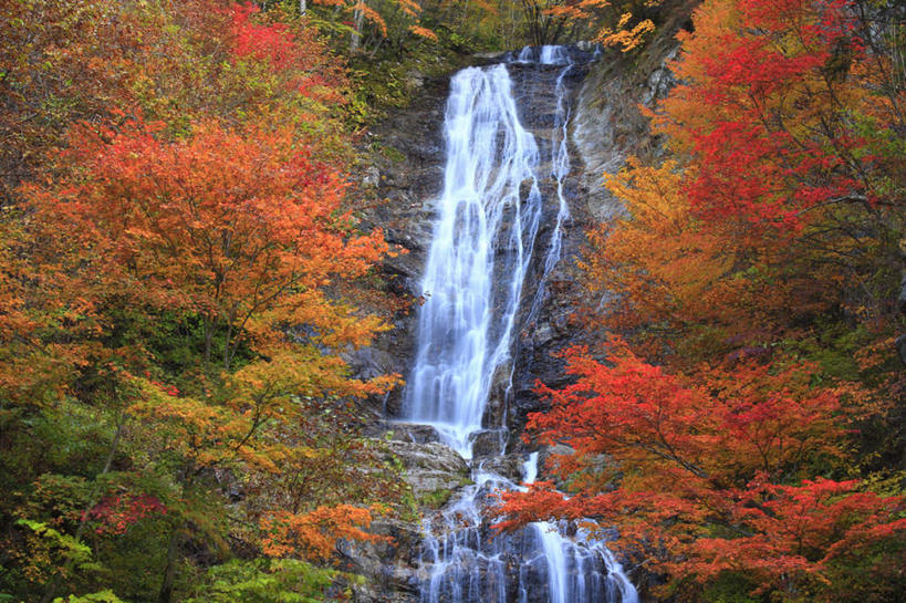 无人,横图,室外,白天,仰视,旅游,度假,美景,瀑布,秋季,树林,水,植物,叶子,长野县,日本,亚洲,许多,飞溅,湍急,溅,液体,景观,水滴,枯叶,落叶,娱乐,水珠,树,树木,黄色,红色,绿色,自然,享受,休闲,景色,放松,生长,成长,倾泻,倾注,喷洒,自然风光,东亚,本州,本州岛,日本国,中部地方,长野,泼洒,叶,叶片,跌水,秋,秋天,彩图,低角度拍摄