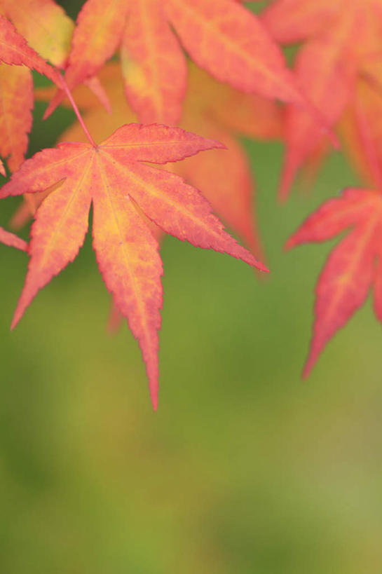 无人,竖图,室外,特写,白天,正面,旅游,度假,美景,秋季,叶子,长野县,日本,亚洲,许多,朦胧,模糊,景观,枫叶,枯叶,落叶,娱乐,黄色,红色,自然,享受,休闲,景色,放松,枫树叶,自然风光,东亚,本州,本州岛,日本国,中部地方,长野,松本市,叶,叶片,秋,秋天,彩图