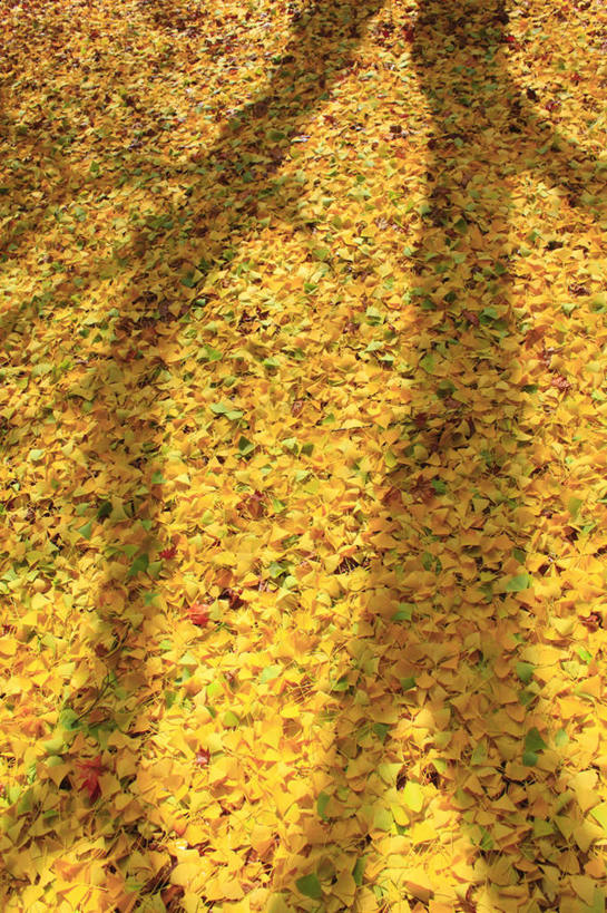 无人,竖图,俯视,室外,白天,旅游,度假,美景,秋季,植物,银杏树,叶子,长野县,日本,亚洲,许多,阴影,光线,影子,景观,枯叶,落叶,草药,药草,娱乐,中药,树,树木,树叶,黄色,绿色,阳光,自然,享受,休闲,银杏叶,景色,放松,生长,成长,自然风光,药材,中草药,东亚,中药材,本草,本州,本州岛,日本国,中部地方,长野,白果叶,鸭脚树,松本市,叶,叶片,秋,秋天,公孙树,彩图,高角度拍摄