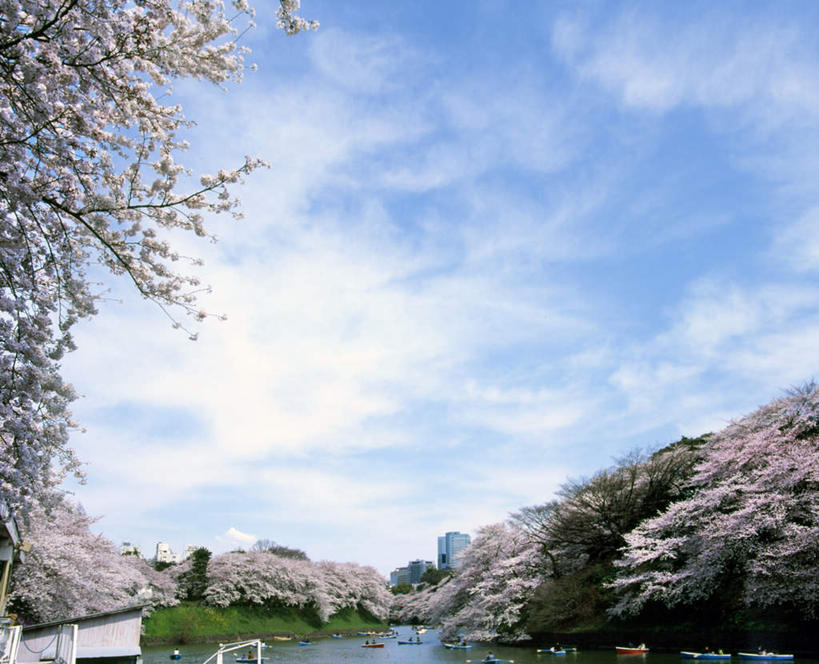 无人,公园,高楼大厦,横图,室外,白天,仰视,幸福,纯洁,湖,湖泊,水,植物,大厦,建筑,摩天大楼,船,樱花,东京,日本,亚洲,许多,波纹,平静,盛开,湖面,水流,水面,云,云朵,木船,樱花树,涟漪,花蕾,云彩,花,花瓣,花朵,鲜花,树,树木,粉色,红色,蓝色,绿色,白色,白云,蓝天,水纹,天空,自然,交通工具,波浪,湖水,天,花苞,花蕊,千代田区,生长,晴朗,成长,等待,舟,生命,载具,东亚,本州,关东地方,本州岛,日本国,东京都,水晕,仙樱花,福岛樱,青肤樱,高尚,热烈,千鸟之渊,北之丸公园,晴空,荆桃,彩图,低角度拍摄,大楼,高层建筑,高楼,摩天楼