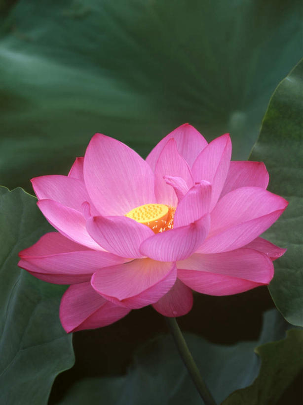 无人,竖图,俯视,室外,特写,白天,旅游,度假,纯洁,美景,莲花,叶子,东京,日本,亚洲,盛开,景观,荷叶,绿叶,花蕾,娱乐,花,花瓣,花朵,鲜花,一朵,粉色,自然,花苞,花蕊,享受,休闲,嫩叶,景色,放松,富贵,神圣,自然风光,东亚,纯净,本州,关东地方,本州岛,日本国,东京都,六月花神,正直,荷花,六月春,藕花,水芙蓉,叶,叶片,彩图,高角度拍摄