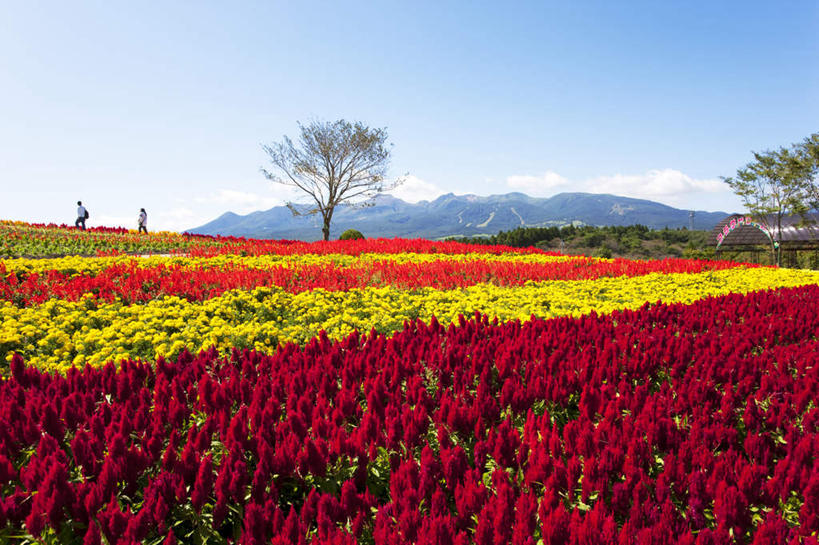 无人,横图,俯视,室外,白天,爱情,旅游,度假,花海,花圃,美景,山,山脉,植物,叶子,日本,亚洲,许多,盛开,景观,山峰,云,云朵,山峦,花蕾,云彩,娱乐,花,花瓣,花朵,花卉,鲜花,树,树木,黄色,红色,蓝色,绿色,白云,蓝天,天空,自然,花丛,花束,花田,群山,天,花苞,花蕊,享受,休闲,景色,放松,生长,晴朗,成长,鸡冠花,分别,自然风光,东亚,离别,本州,关东地方,本州岛,日本国,栃木,栃木县,鸡髻花,老来红,芦花鸡冠,真挚,坚贞,长生菊,黄金盏,鸡公花,金盏花,金盏菊,醒酒花,惜别,晴空,彩图,高角度拍摄