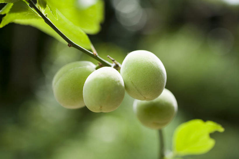 无人,横图,室外,特写,白天,正面,旅游,度假,美景,枇杷,水果,叶子,神奈川,日本,亚洲,朦胧,模糊,新鲜,景观,生食,食品,果实,绿叶,横滨,横滨市,神奈川县,四颗,娱乐,树枝,食物,绿色,自然,享受,休闲,嫩叶,景色,放松,有机食品,绿色食品,自然风光,东亚,本州,首府,关东地方,本州岛,日本国,叶,叶片,芦枝,芦橘,金丸,彩图