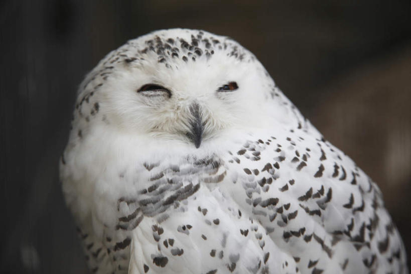 无人,闭眼,横图,室外,特写,白天,侧面,旅游,度假,美景,猫头鹰,鸟,野生动物,东京,日本,亚洲,阴影,朦胧,模糊,光线,鸟类,影子,景观,扭头,娱乐,一只,白色,黑色,阳光,自然,动物,转头,享受,休闲,景色,放松,自然风光,凶猛,东亚,雪鸮,雪枭,本州,关东地方,本州岛,日本国,东京都,白鸮,白夜猫子,雪猫头鹰,残暴,凶残,鸮,枭,闭眼睛,闭着眼,闭着眼睛,半身,彩图