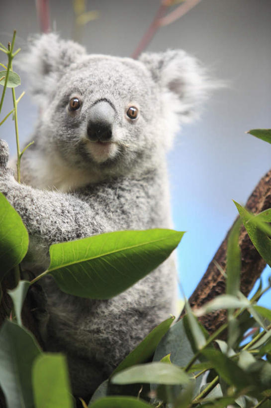 无人,竖图,室外,白天,正面,旅游,度假,美景,哺乳动物,野生动物,叶子,东京,日本,亚洲,许多,阴影,光线,影子,景观,绿叶,注视,娱乐,树干,一只,灰色,阳光,自然,动物,观察,看,享受,休闲,抓,嫩叶,景色,放松,可爱,活泼,观看,察看,抓着,关注,自然风光,淳朴,憨厚,树袋熊,考拉,无尾熊,可拉熊,东亚,本州,关东地方,本州岛,日本国,东京都,淳厚,叶,叶片,彩图