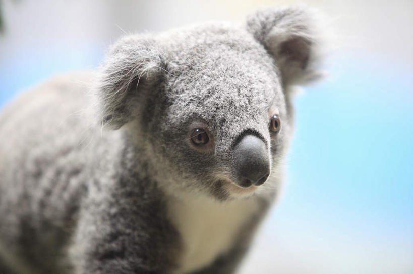 无人,站,横图,室外,特写,白天,正面,旅游,度假,美景,哺乳动物,野生动物,东京,日本,亚洲,朦胧,模糊,景观,娱乐,一只,蓝色,灰色,蓝天,天空,自然,动物,天,站着,享受,休闲,景色,放松,可爱,活泼,晴朗,自然风光,淳朴,憨厚,树袋熊,考拉,无尾熊,可拉熊,东亚,本州,万里无云,关东地方,本州岛,日本国,东京都,淳厚,晴空,晴空万里,站立,半身,彩图