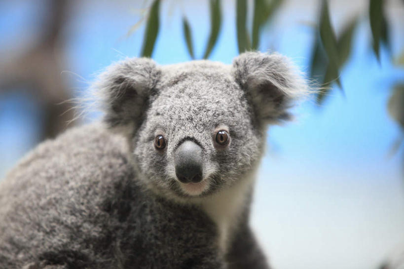 无人,横图,室外,白天,正面,旅游,度假,美景,植物,哺乳动物,野生动物,叶子,东京,日本,亚洲,许多,景观,云,云朵,绿叶,云彩,扭头,注视,娱乐,树,树干,树木,一只,蓝色,绿色,灰色,白云,蓝天,天空,自然,动物,天,观察,看,趴着,转头,享受,休闲,嫩叶,景色,放松,可爱,活泼,生长,晴朗,成长,观看,察看,关注,自然风光,淳朴,憨厚,树袋熊,考拉,无尾熊,可拉熊,东亚,本州,关东地方,本州岛,日本国,东京都,淳厚,叶,叶片,晴空,趴,半身,彩图