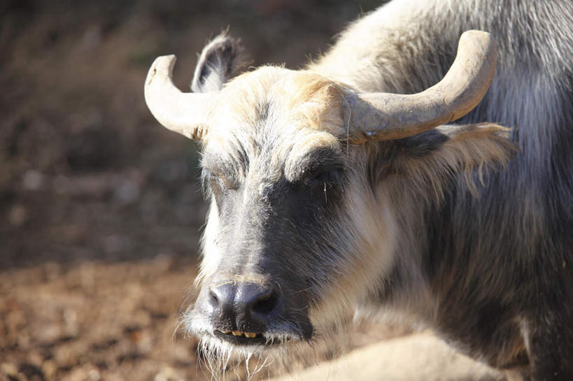 无人,站,横图,室外,特写,白天,正面,旅游,度假,美景,道路,路,牛,野生动物,东京,日本,亚洲,一头,阴影,朦胧,模糊,光线,影子,景观,泥土,小路,娱乐,黑色,阳光,自然,动物,站着,享受,休闲,家畜,景色,放松,牲畜,乡间小路,自然风光,凶猛,东亚,丑陋,本州,关东地方,本州岛,日本国,东京都,日野市,丑恶,貌寝,日野,残暴,凶残,水牛,站立,半身,彩图