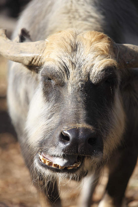 无人,竖图,室外,特写,白天,正面,旅游,度假,美景,牛,野生动物,东京,日本,亚洲,一头,朦胧,模糊,景观,泥土,注视,娱乐,黑色,自然,动物,观察,看,享受,休闲,家畜,景色,放松,牲畜,观看,察看,关注,自然风光,凶猛,东亚,丑陋,本州,关东地方,本州岛,日本国,东京都,日野市,丑恶,貌寝,日野,残暴,凶残,水牛,半身,彩图
