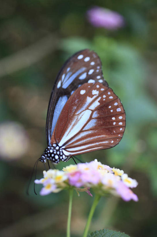 站,竖图,室外,特写,白天,侧面,旅游,度假,美景,蝴蝶,叶子,东京,日本,亚洲,许多,朦胧,模糊,盛开,昆虫,景观,咖啡色,绿叶,花蕾,停留,娱乐,花,花瓣,花朵,鲜花,一只,粉色,黄色,蓝色,自然,动物,花苞,花蕊,站着,享受,休闲,嫩叶,景色,放松,停止,自然风光,益虫,东亚,本州,关东地方,本州岛,日本国,东京都,日野市,日野,逗留,停顿,叶,叶片,站立,彩图,全身