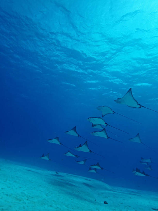 游泳,海鲜,无人,竖图,室外,白天,仰视,旅游,度假,海底,水下,海浪,海洋,美景,许多,鱼,景观,浪花,水底,娱乐,水产,鱼类,海洋生物,蓝色,自然,海水,享受,休闲,景色,放松,海底世界,鳐鱼,游动,太平洋,自然风光,水生动物,海产品,水生物,海景,海底动物,北马里亚那群岛,北马里亚纳,北马里亚纳群岛,北马里亚纳群岛自由联邦,塞班岛,西太平洋,大海,风浪,海,海床,海水的波动,近岸浪,涌浪,彩图,低角度拍摄