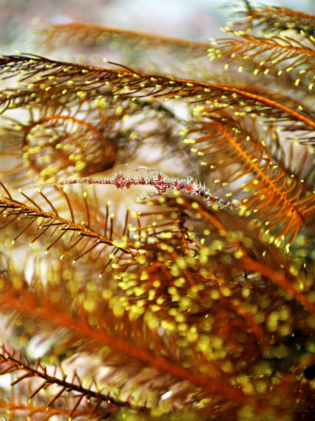 游泳,无人,竖图,室外,特写,白天,正面,旅游,度假,海底,水下,海浪,海洋,美景,菲律宾,亚洲,许多,朦胧,模糊,鱼,景观,浪花,水底,娱乐,鱼类,黄色,自然,海水,享受,休闲,景色,放松,海底世界,东南亚,游动,自然风光,海景,菲律宾共和国,剃刀鱼,大海,风浪,海,海床,海水的波动,近岸浪,涌浪,半身,彩图