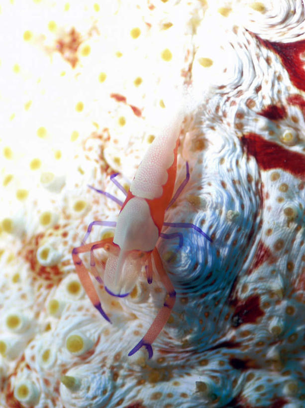 海鲜,无人,竖图,室外,特写,白天,正面,旅游,度假,海底,水下,海浪,海洋,美景,菲律宾,亚洲,景观,浪花,水底,娱乐,水产,海洋生物,自然,海水,享受,休闲,景色,放松,海底世界,东南亚,对虾,自然风光,水生动物,海产品,水生物,海景,海底动物,菲律宾共和国,大海,风浪,海,海床,海水的波动,近岸浪,涌浪,半身,彩图