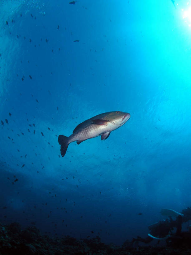 游泳,海鲜,无人,竖图,室外,白天,仰视,旅游,度假,海底,水下,海浪,海洋,美景,帕劳,一条,鱼,景观,浪花,水底,娱乐,水产,鱼类,海洋生物,自然,海水,享受,休闲,景色,放松,海底世界,游动,太平洋,自然风光,水生动物,海产品,笛鲷,水生物,海景,海底动物,帕劳群岛,帛琉群岛,西太平洋,加罗林群岛,帕劳共和国,大海,风浪,海,海床,海水的波动,近岸浪,涌浪,彩图,低角度拍摄,全身