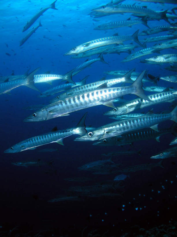 游泳,海鲜,无人,竖图,室外,白天,仰视,旅游,度假,海底,水下,海浪,海洋,美景,帕劳,鱼,鱼群,景观,浪花,水底,娱乐,水产,鱼类,海洋生物,自然,海水,享受,休闲,景色,放松,海底世界,游动,太平洋,自然风光,水生动物,海产品,水生物,海景,海底动物,帕劳群岛,帛琉群岛,西太平洋,梭鱼,加罗林群岛,帕劳共和国,大海,风浪,海,海床,海水的波动,近岸浪,涌浪,半身,彩图,低角度拍摄