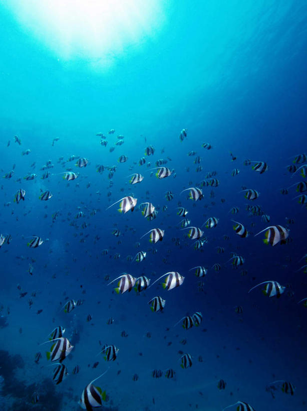 游泳,海鲜,无人,竖图,室外,白天,仰视,旅游,度假,海底,水下,海浪,海洋,美景,马尔代夫,亚洲,许多,鱼,鱼群,景观,浪花,水底,娱乐,水产,鱼类,海洋生物,自然,海水,享受,休闲,景色,放松,海底世界,游动,自然风光,水生动物,海产品,南亚,水生物,蝴蝶鱼,海景,海底动物,马尔代夫共和国,大海,风浪,海,海床,海水的波动,近岸浪,涌浪,半身,彩图,低角度拍摄