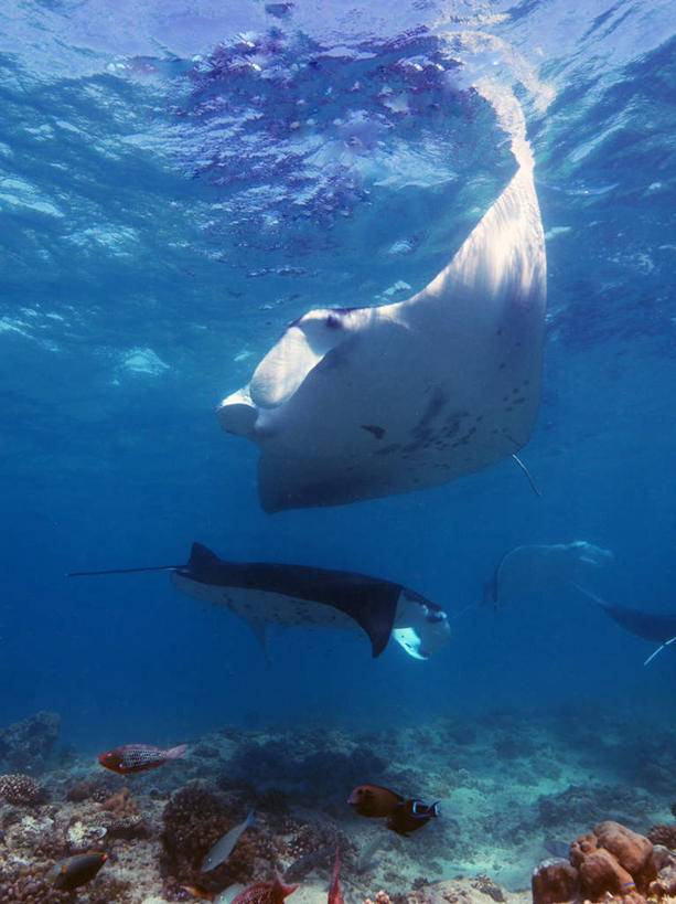 游泳,海鲜,无人,竖图,室外,白天,仰视,旅游,度假,海底,水下,海浪,海洋,美景,马尔代夫,亚洲,一条,鱼,景观,浪花,水底,娱乐,水产,鱼类,海洋生物,自然,海水,享受,休闲,景色,放松,海底世界,游动,自然风光,水生动物,海产品,南亚,水生物,海景,海底动物,魔鬼鱼,蝠鲼,马尔代夫共和国,大海,风浪,海,海床,海水的波动,近岸浪,涌浪,彩图,低角度拍摄,全身