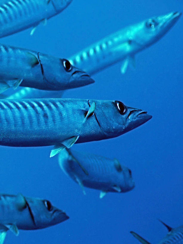 游泳,海鲜,无人,竖图,室外,特写,白天,仰视,旅游,度假,海底,水下,海浪,海洋,美景,帕劳,许多,鱼,鱼群,景观,浪花,水底,娱乐,水产,鱼类,海洋生物,自然,海水,享受,休闲,景色,放松,海底世界,游动,太平洋,自然风光,水生动物,海产品,水生物,海景,海底动物,梭子鱼,帕劳群岛,帛琉群岛,西太平洋,海狼鱼,金梭鱼,梭鱼,加罗林群岛,帕劳共和国,大海,风浪,海,海床,海水的波动,近岸浪,涌浪,半身,彩图,低角度拍摄