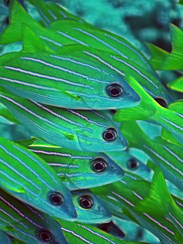 游泳,海鲜,无人,竖图,室外,特写,白天,正面,旅游,度假,海底,水下,海浪,海洋,美景,马尔代夫,亚洲,许多,鱼,鱼群,景观,浪花,水底,娱乐,水产,鱼类,海洋生物,自然,海水,享受,休闲,景色,放松,海底世界,游动,自然风光,水生动物,海产品,南亚,笛鲷,水生物,海景,海底动物,马尔代夫共和国,大海,风浪,海,海床,海水的波动,近岸浪,涌浪,半身,彩图