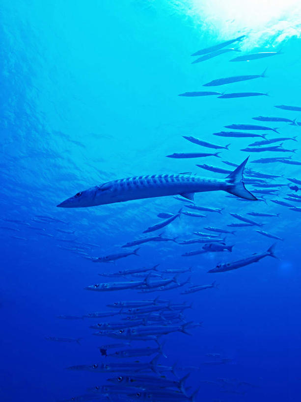 游泳,海鲜,无人,竖图,室外,白天,仰视,旅游,度假,海底,水下,海浪,海洋,美景,比目鱼,帕劳,许多,鱼,景观,浪花,水底,娱乐,水产,鱼类,海洋生物,自然,海水,享受,休闲,景色,放松,海底世界,游动,太平洋,自然风光,水生动物,海产品,水生物,海景,海底动物,帕劳群岛,帛琉群岛,西太平洋,加罗林群岛,帕劳共和国,大海,风浪,海,海床,海水的波动,近岸浪,涌浪,鲽鱼,半身,彩图,低角度拍摄,全身