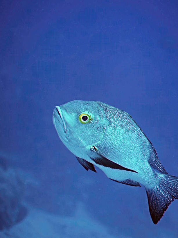 游泳,海鲜,无人,竖图,俯视,室外,特写,白天,旅游,度假,海底,水下,海浪,海洋,美景,帕劳,一条,鱼,景观,浪花,水底,鲷鱼,娱乐,水产,鱼类,海洋生物,自然,海水,享受,休闲,景色,放松,海底世界,鲷,加吉鱼,铜盆鱼,游动,太平洋,自然风光,水生动物,海产品,水生物,海景,海底动物,帕劳群岛,帛琉群岛,班加吉,加真鲷,西太平洋,加罗林群岛,帕劳共和国,大海,风浪,海,海床,海水的波动,近岸浪,涌浪,彩图,高角度拍摄,全身