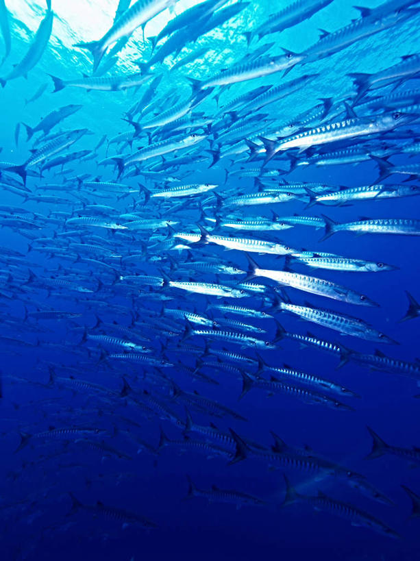 游泳,海鲜,无人,竖图,室外,白天,正面,旅游,度假,海底,水下,海浪,海洋,美景,帕劳,许多,鱼,景观,浪花,水底,娱乐,水产,鱼类,海洋生物,自然,海水,享受,休闲,景色,放松,海底世界,游动,太平洋,自然风光,水生动物,海产品,水生物,海景,海底动物,梭子鱼,帕劳群岛,帛琉群岛,西太平洋,海狼鱼,金梭鱼,梭鱼,加罗林群岛,帕劳共和国,大海,风浪,海,海床,海水的波动,近岸浪,涌浪,半身,彩图