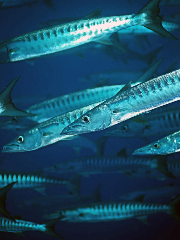 游泳,海鲜,无人,竖图,室外,白天,正面,旅游,度假,海底,水下,海浪,海洋,美景,帕劳,许多,鱼,景观,浪花,水底,娱乐,水产,鱼类,海洋生物,自然,海水,享受,休闲,景色,放松,海底世界,游动,太平洋,自然风光,水生动物,海产品,水生物,海景,海底动物,梭子鱼,帕劳群岛,帛琉群岛,西太平洋,海狼鱼,金梭鱼,梭鱼,加罗林群岛,帕劳共和国,大海,风浪,海,海床,海水的波动,近岸浪,涌浪,半身,彩图