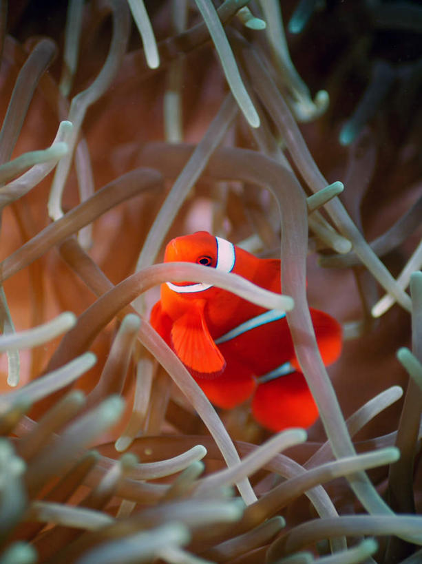 游泳,海鲜,无人,竖图,室外,特写,白天,正面,旅游,度假,海底,水下,海浪,海洋,美景,菲律宾,亚洲,一条,鱼,珊瑚,景观,浪花,水底,娱乐,小丑鱼,珊瑚礁,水产,鱼类,海洋生物,红色,自然,海水,享受,休闲,景色,放松,海底世界,东南亚,游动,自然风光,水生动物,海产品,海葵鱼,水生物,海景,海底动物,海底礁,菲律宾共和国,三带双锯鱼,双锯鱼,大海,风浪,海,海床,海水的波动,礁,近岸浪,岩石,涌浪,彩图