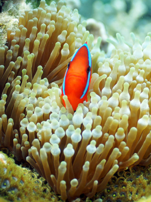 游泳,海鲜,无人,竖图,室外,特写,白天,正面,旅游,度假,海底,水下,海浪,海洋,美景,菲律宾,亚洲,一条,鱼,珊瑚,景观,浪花,水底,娱乐,小丑鱼,珊瑚礁,水产,鱼类,海洋生物,红色,自然,海水,享受,休闲,景色,放松,海底世界,东南亚,游动,自然风光,水生动物,海产品,海葵鱼,水生物,海景,海底动物,海底礁,菲律宾共和国,三带双锯鱼,双锯鱼,大海,风浪,海,海床,海水的波动,礁,近岸浪,岩石,涌浪,彩图