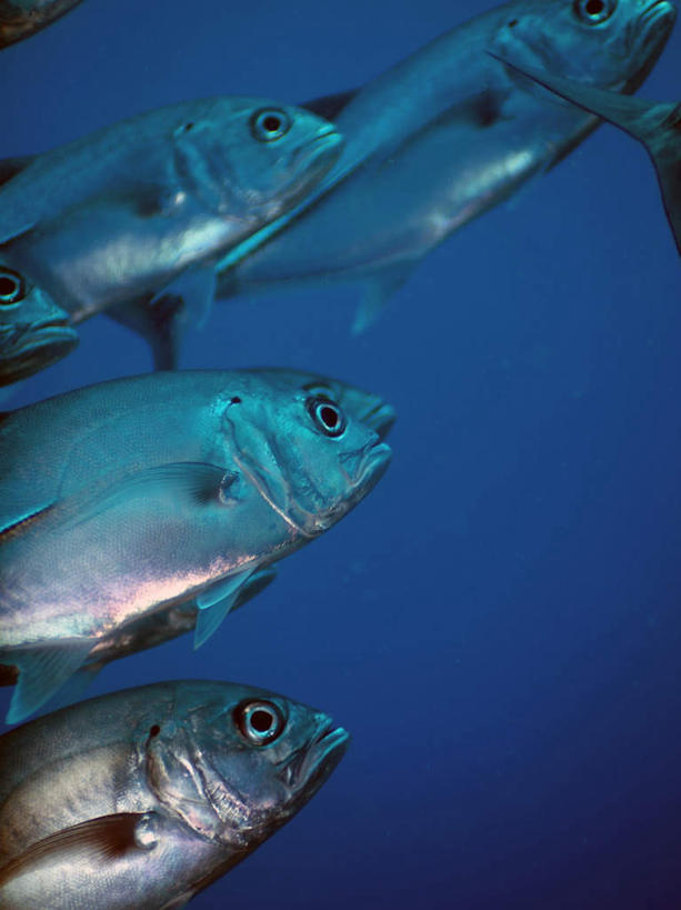 游泳,无人,竖图,室外,白天,仰视,旅游,度假,海底,水下,海浪,海洋,美景,菲律宾,亚洲,许多,鱼,景观,浪花,水底,娱乐,鱼类,海洋生物,自然,海水,享受,休闲,景色,放松,海底世界,东南亚,鲹鱼,游动,自然风光,水生动物,水生物,海景,海底动物,鲹,菲律宾共和国,大海,风浪,海,海床,海水的波动,近岸浪,涌浪,半身,彩图,低角度拍摄