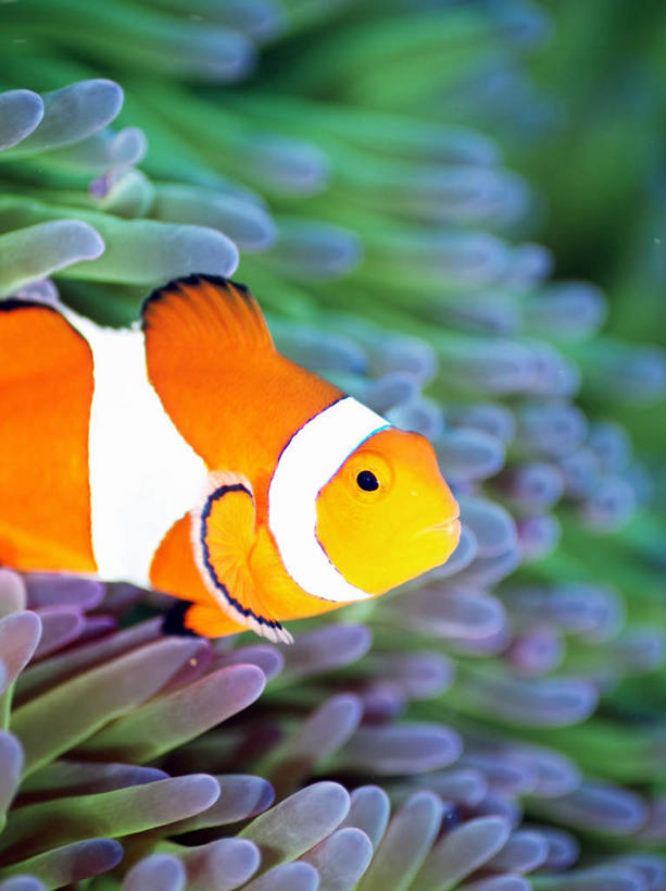 游泳,海鲜,无人,竖图,俯视,室外,特写,白天,旅游,度假,海底,水下,海浪,海洋,美景,菲律宾,亚洲,一条,鱼,珊瑚,景观,浪花,水底,娱乐,小丑鱼,珊瑚礁,水产,鱼类,海洋生物,黄色,自然,海水,享受,休闲,景色,放松,海底世界,东南亚,游动,自然风光,水生动物,海产品,海葵鱼,水生物,海景,海底动物,海底礁,菲律宾共和国,三带双锯鱼,双锯鱼,大海,风浪,海,海床,海水的波动,礁,近岸浪,岩石,涌浪,半身,彩图,高角度拍摄