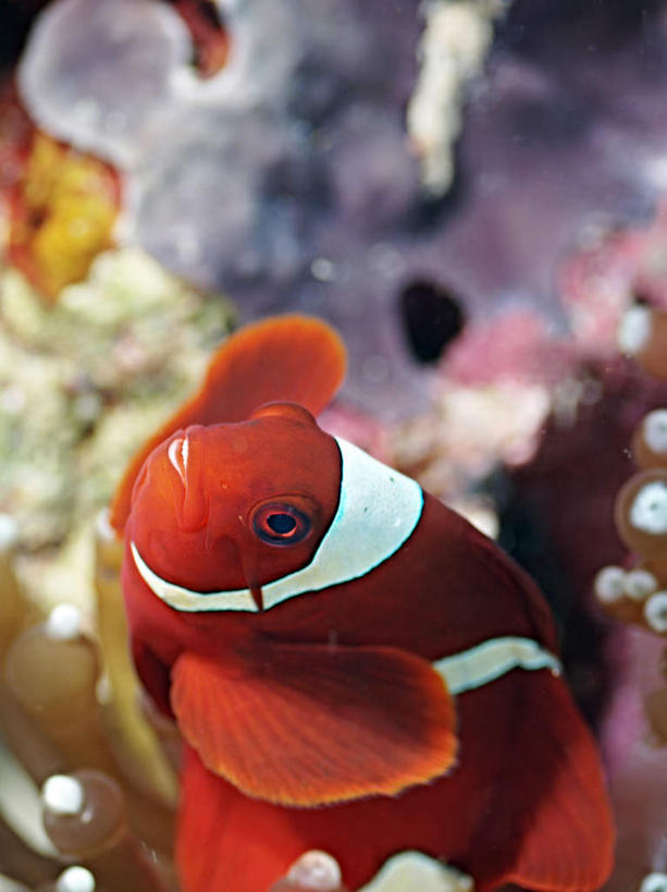 游泳,海鲜,无人,竖图,俯视,室外,特写,白天,旅游,度假,海底,水下,海浪,海洋,美景,菲律宾,亚洲,一条,鱼,景观,浪花,水底,娱乐,小丑鱼,水产,鱼类,海洋生物,自然,海水,享受,休闲,景色,放松,海底世界,东南亚,游动,自然风光,水生动物,海产品,海葵鱼,水生物,海景,海底动物,菲律宾共和国,三带双锯鱼,双锯鱼,大海,风浪,海,海床,海水的波动,近岸浪,涌浪,彩图,高角度拍摄,全身