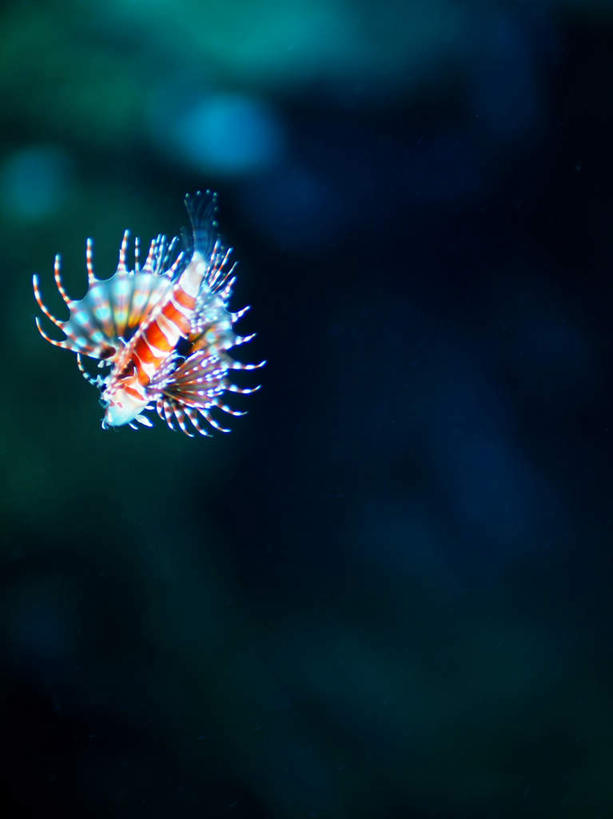 游泳,海鲜,无人,竖图,室外,特写,白天,正面,旅游,度假,海底,水下,海浪,海洋,美景,日本,亚洲,一条,朦胧,模糊,鱼,景观,浪花,水底,娱乐,冲绳,水产,鱼类,海洋生物,自然,海水,享受,休闲,景色,放松,海底世界,狮子鱼,游动,冲绳县,自然风光,水生动物,海产品,水生物,海景,东亚,海底动物,琉球群岛,日本国,九州地方,斑马纹多臂簑鮋,大海,风浪,海,海床,海水的波动,近岸浪,涌浪,彩图,全身