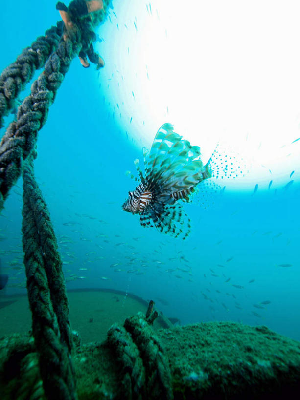 游泳,海鲜,无人,竖图,室外,白天,仰视,旅游,度假,海底,水下,海浪,海洋,美景,日本,亚洲,一条,鱼,景观,浪花,水底,娱乐,水产,鱼类,海洋生物,自然,海水,享受,休闲,景色,放松,海底世界,狮子鱼,游动,自然风光,水生动物,海产品,水生物,海景,东亚,海底动物,本州,三重县,本州岛,日本国,近畿地方,近畿,三重,蓑鮋,大海,风浪,海,海床,海水的波动,近岸浪,涌浪,半身,彩图,低角度拍摄,全身