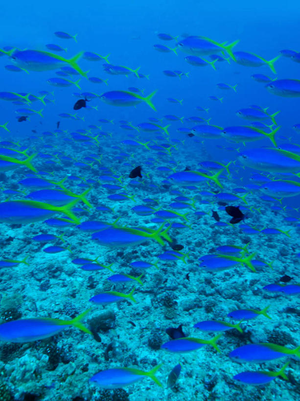 游泳,海鲜,无人,竖图,室外,白天,仰视,旅游,度假,海底,水下,海浪,海洋,美景,帕劳,许多,鱼,鱼群,景观,浪花,水底,娱乐,水产,鱼类,海洋生物,自然,海水,享受,休闲,景色,放松,海底世界,游动,太平洋,自然风光,水生动物,海产品,水生物,海景,海底动物,帕劳群岛,帛琉群岛,西太平洋,加罗林群岛,帕劳共和国,黄梅鲷,大海,风浪,海,海床,海水的波动,近岸浪,涌浪,半身,彩图,低角度拍摄