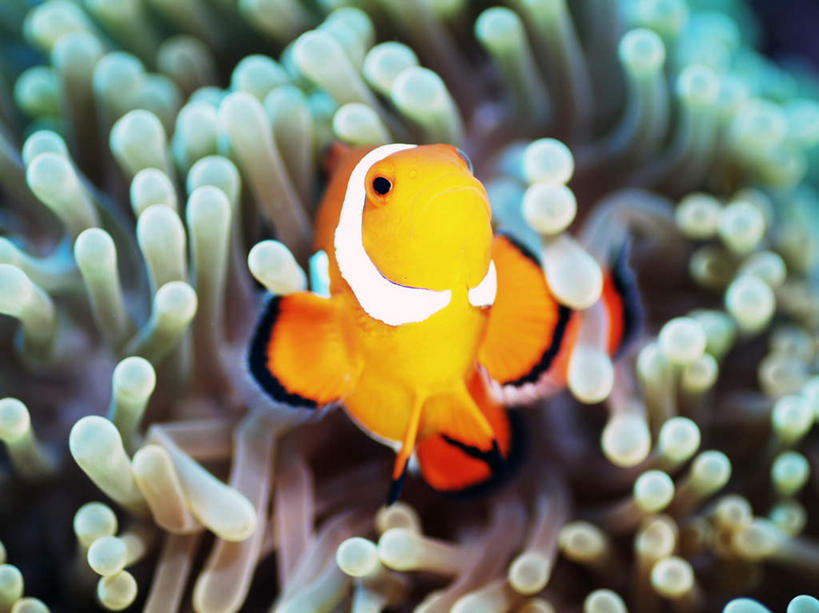 游泳,海鲜,无人,横图,俯视,室外,特写,白天,旅游,度假,海底,水下,海浪,海洋,美景,菲律宾,亚洲,一条,鱼,珊瑚,景观,浪花,水底,娱乐,小丑鱼,珊瑚礁,水产,鱼类,海洋生物,黄色,自然,海水,享受,休闲,景色,放松,海底世界,东南亚,游动,自然风光,水生动物,海产品,海葵鱼,水生物,海景,海底动物,海底礁,菲律宾共和国,三带双锯鱼,双锯鱼,大海,风浪,海,海床,海水的波动,礁,近岸浪,岩石,涌浪,彩图,高角度拍摄,全身