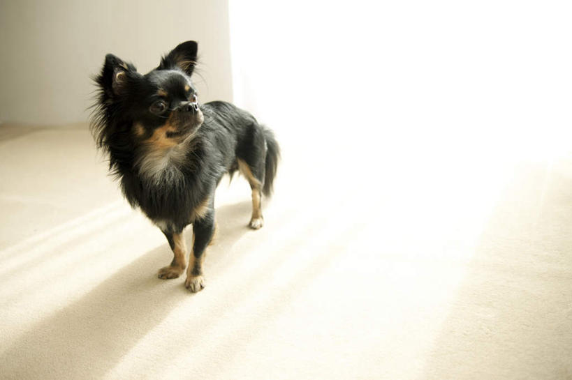 无人,客厅,站,横图,俯视,室内,白天,地板,宠物,狗,阴影,反射,影子,墙,吉娃娃,地面,注视,木地板,墙壁,墙面,一只,动物,观察,看,站着,可爱,观看,察看,起居室,关注,忠诚,芝娃娃,奇娃娃,吉娃娃犬,齐花花,犬,站立,彩图,高角度拍摄,全身