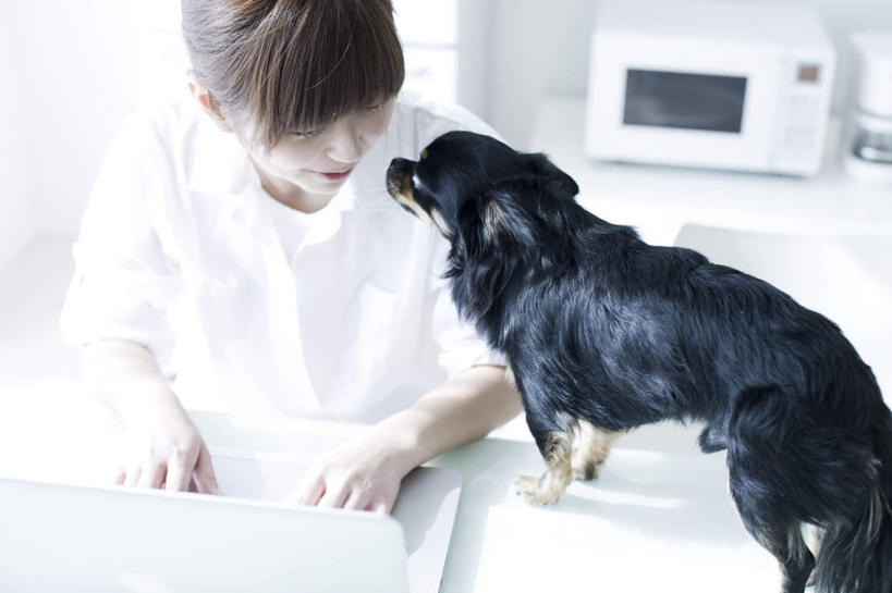 东方人,一个人,商务人士,商务女性,客厅,坐,横图,俯视,室内,白天,衬衫,笔记本电脑,餐桌,桌子,宠物,狗,亚洲,仅一个年轻女性,仅一个女性,仅一个人,敲打,套装,电器,冰箱,墙,吉娃娃,注视,黄种人,输入,冷冻,冷柜,墙壁,墙面,一只,白色,黑色,动物,冷藏柜,打字,观察,看,可爱,冷藏,餐台,观看,储藏,点击,敲击,微波炉,察看,起居室,家电,家用电器,咖啡机,关注,商务装,工薪阶层,忠诚,芝娃娃,奇娃娃,吉娃娃犬,齐花花,保鲜,按键,年轻女性,女人,女性,亚洲人,白领,上班族,犬,坐着,半身,彩图,高角度拍摄,衬衣