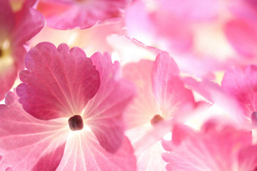 无人,横图,俯视,室内,特写,白天,白色背景,骄傲,八仙花,许多,朦胧,模糊,盛开,粉红色,花蕾,花,花瓣,花朵,鲜花,花苞,花蕊,绣球花,摄影,影棚,紫阳花,洋绣球,草绣球,斗球,七变化,粉团花,善变,彩图,高角度拍摄,影棚拍摄,拍摄