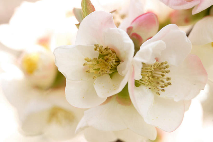 无人,横图,俯视,室内,特写,白天,白色背景,樱花,许多,朦胧,模糊,盛开,粉红色,花蕾,花,花瓣,花朵,鲜花,花苞,花蕊,摄影,影棚,仙樱花,福岛樱,青肤樱,荆桃,彩图,高角度拍摄,影棚拍摄,拍摄