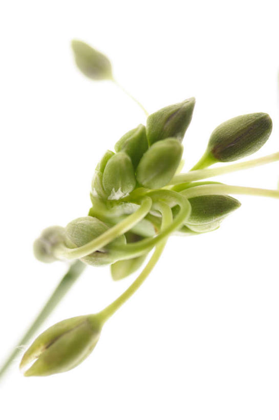 无人,竖图,俯视,室内,特写,白天,白色背景,许多,盛开,花蕾,花,花瓣,花朵,鲜花,花苞,花蕊,摄影,影棚,蜘蛛百合,笹蟹百合,螫蟹花,水鬼蕉,蜘蛛兰,天生丽质,彩图,高角度拍摄,影棚拍摄,拍摄