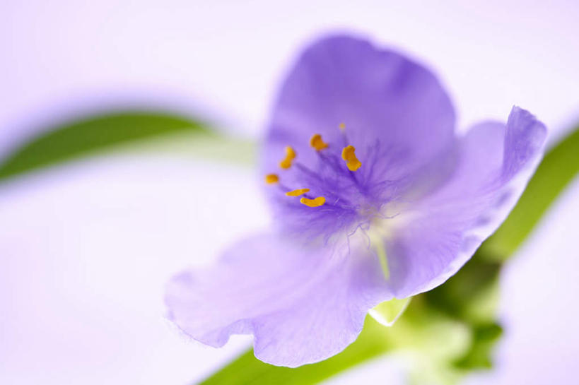 无人,横图,俯视,室内,特写,白天,白色背景,叶子,一片,朦胧,模糊,盛开,绿叶,花蕾,花,花瓣,花朵,鲜花,一朵,绿色,紫色,花苞,花蕊,嫩叶,摄影,影棚,蜘蛛百合,笹蟹百合,螫蟹花,水鬼蕉,蜘蛛兰,天生丽质,尊崇,叶,叶片,彩图,高角度拍摄,影棚拍摄,拍摄