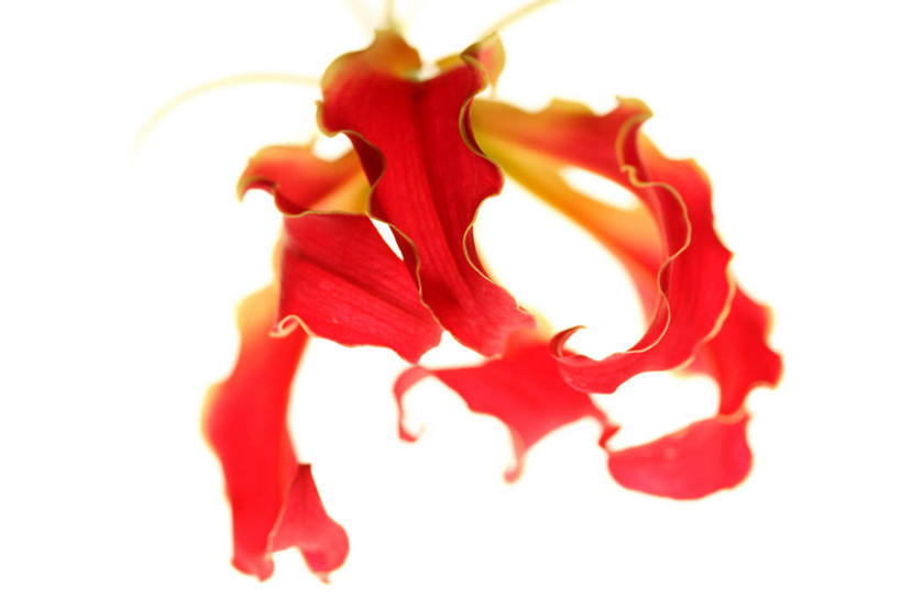 无人,横图,俯视,室内,特写,白天,白色背景,朦胧,模糊,盛开,花蕾,花,花瓣,花朵,鲜花,一朵,红色,花苞,花蕊,摄影,影棚,嘉兰,荣耀,荣光,彩图,高角度拍摄,影棚拍摄,拍摄,变色兰