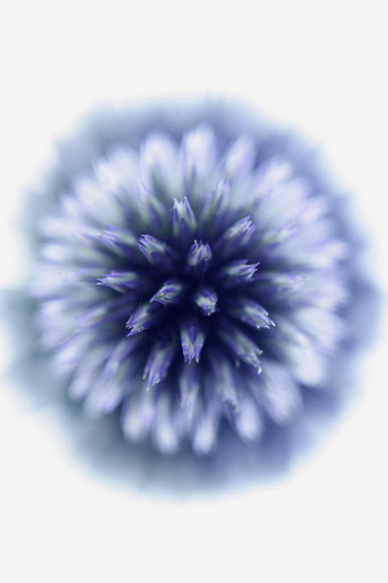 无人,竖图,俯视,室内,特写,白天,白色背景,植物,朦胧,模糊,盛开,草药,药草,花蕾,中药,花,花瓣,花朵,鲜花,一朵,蓝色,花苞,花蕊,蓟,摄影,影棚,药材,中草药,中药材,本草,大蓟,刺蓟,山萝卜,彩图,高角度拍摄,影棚拍摄,拍摄