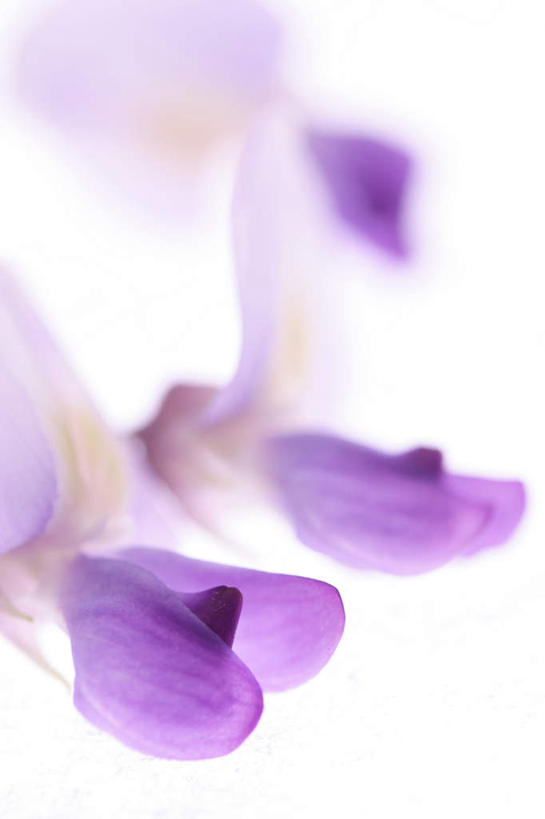 无人,竖图,俯视,室内,特写,白天,白色背景,许多,朦胧,模糊,盛开,紫藤,紫藤花,花蕾,花,花瓣,花朵,鲜花,紫色,花苞,花蕊,摄影,影棚,朱藤,藤萝,招藤,招豆藤,紫藤萝,彩图,高角度拍摄,影棚拍摄,拍摄