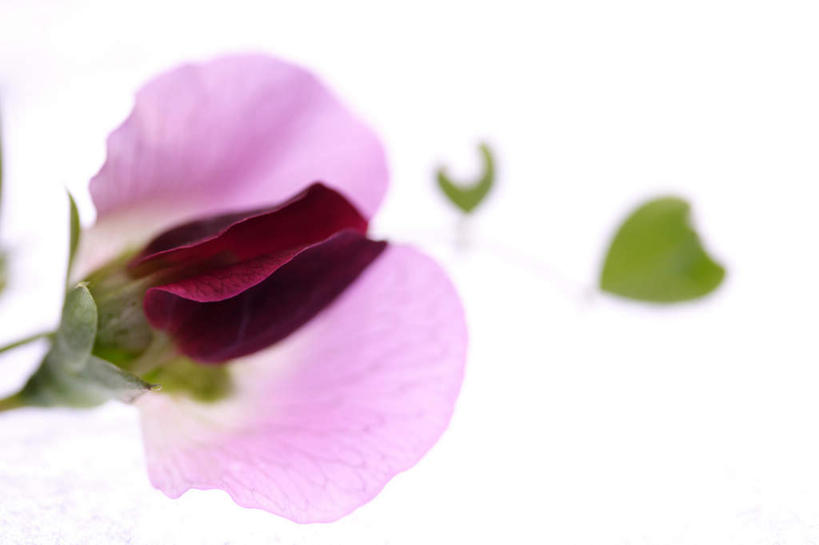 无人,横图,俯视,室内,特写,白天,白色背景,叶子,朦胧,模糊,盛开,绿叶,香豌豆,花蕾,花,花瓣,花朵,鲜花,一朵,红色,绿色,花苞,花蕊,嫩叶,摄影,影棚,豌豆花,腐香豌豆,花豌豆,叶,叶片,彩图,高角度拍摄,影棚拍摄,拍摄