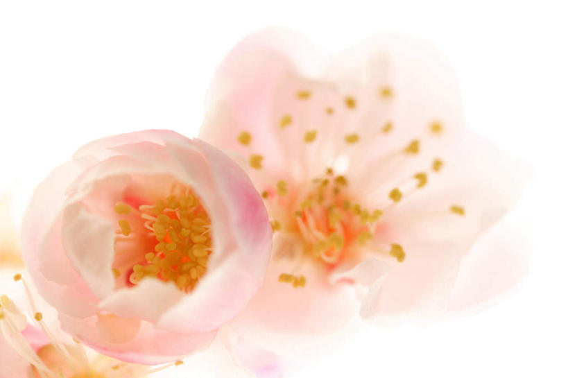 无人,横图,俯视,室内,特写,白天,白色背景,朦胧,模糊,盛开,粉红色,梅花,花蕾,花,花瓣,花朵,鲜花,两朵,花苞,花蕊,摄影,影棚,高雅,坚强,梅,彩图,高角度拍摄,影棚拍摄,拍摄