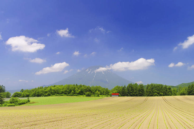 无人,家,农场,横图,室外,白天,正面,旅游,度假,草地,草坪,美景,森林,山,山脉,树林,植物,北海道,日本,亚洲,一幢,许多,房屋,屋子,景观,山峰,云,云朵,山峦,云彩,娱乐,楼房,住宅,树,树木,红色,蓝色,绿色,白云,蓝天,天空,自然,群山,天,享受,休闲,景色,放松,生长,晴朗,成长,自然风光,东亚,日本国,北海道地方,北海道岛,羊蹄山,晴空,彩图,房子