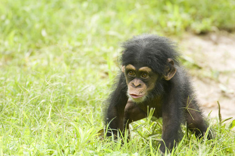 无人,坐,横图,俯视,室外,白天,草地,草坪,太阳,植物,野生动物,猩猩,东京,日本,亚洲,光线,注视,野外,草,一只,绿色,黑色,阳光,动物,观察,看,活泼,观看,察看,关注,东亚,本州,关东地方,本州岛,日本国,东京都,黄猩猩,红猩猩,红毛猩猩,坐着,半身,彩图,高角度拍摄