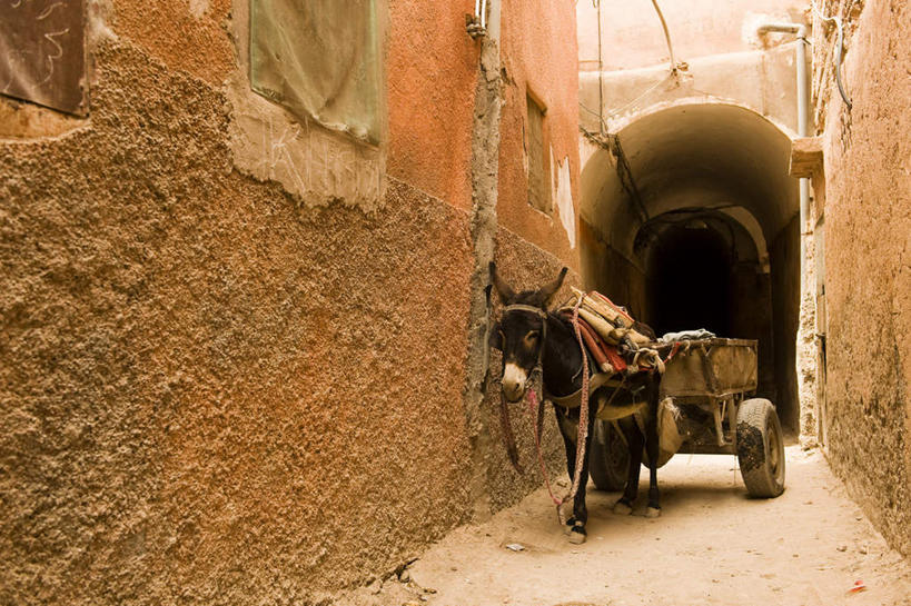 无人,家,站,走,横图,室外,白天,仰视,度假,美景,太阳,城市风光,城市,野生动物,非洲,摩洛哥,阴影,光线,影子,房屋,墙,屋子,景观,小路,注视,娱乐,楼房,墙壁,墙面,住宅,一只,巷子,黑色,阳光,动物,交通工具,观察,看,站着,享受,休闲,景色,放松,可爱,活泼,观看,布匹,察看,关注,驴车,阿非利加洲,驴子,摩洛哥王国,布疋,步行,站立,走路,彩图,低角度拍摄,全身,房子
